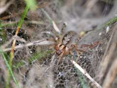 Agelena labyrinthica